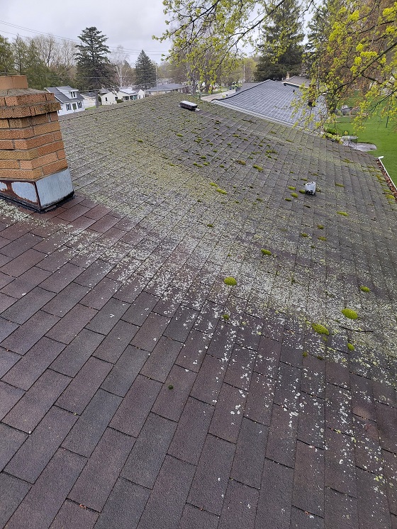 lichens and moss on roof in Suamico, Wisconsin, north of Green Bay